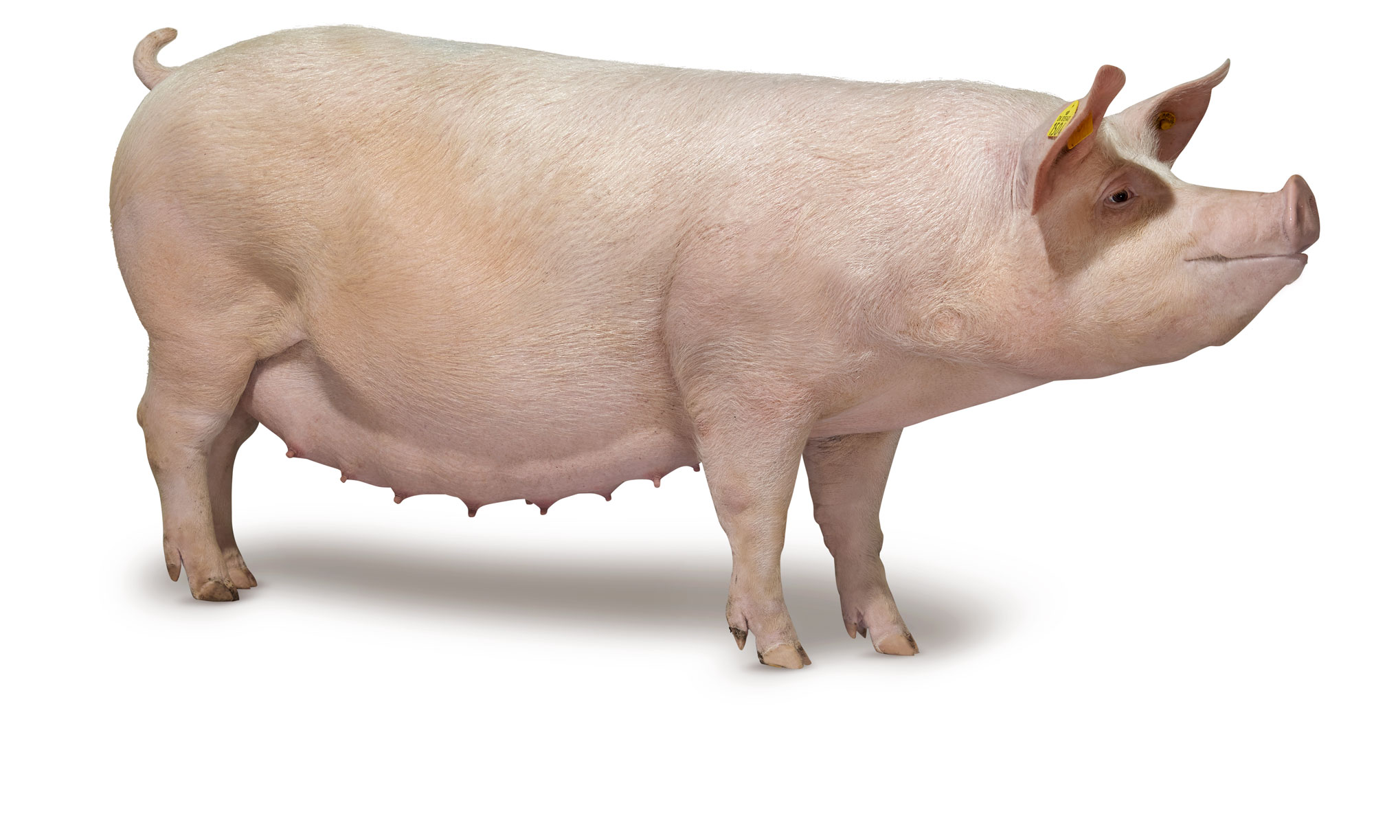 Exposed-DanBred-Hybrid-1